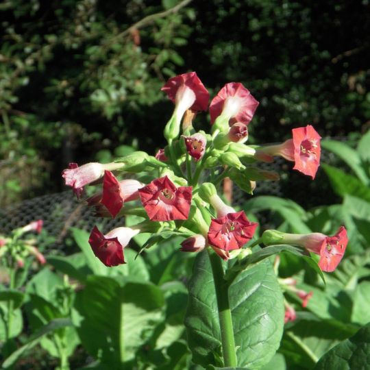 Tabac Russian Red (Nicotiana tabacum)