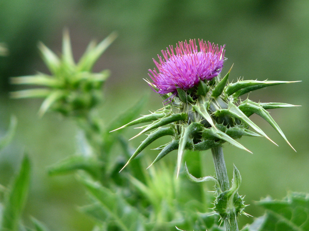 Milk thistle (Silybum marianum)