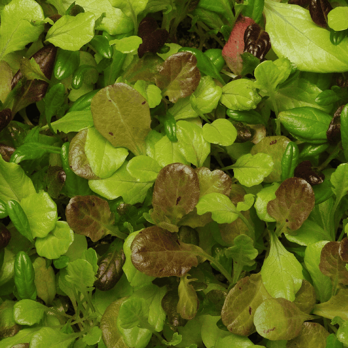 Laitue Côte de Beaune (Lactuca sativa)