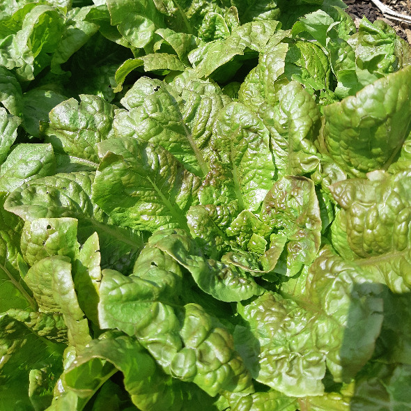 Laitue Côte de Beaune (Lactuca sativa)