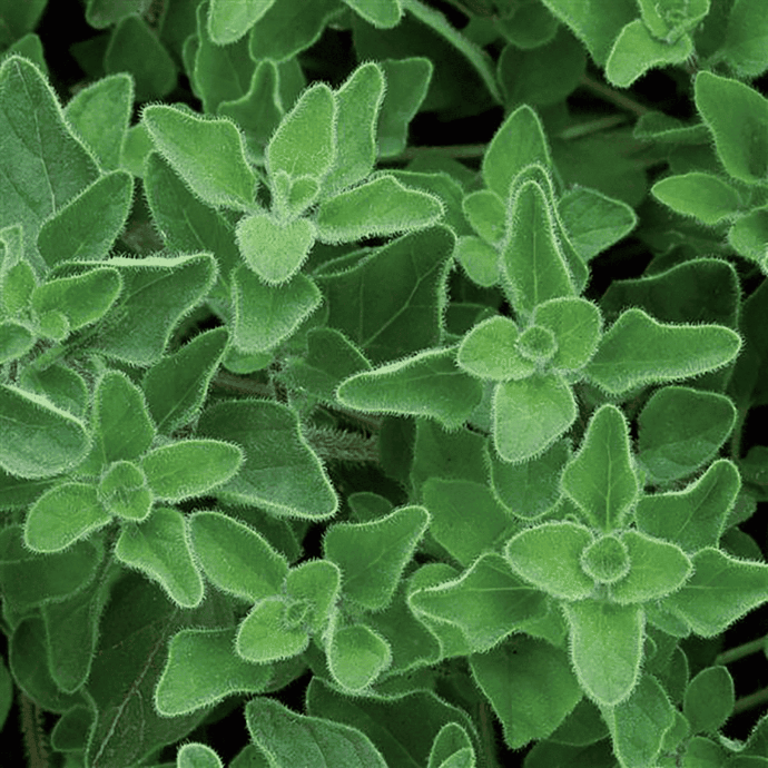 Origan (Origanum vulgare)