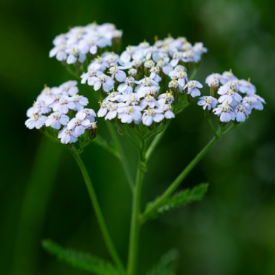 Achillée Millefeuille (Achillea millefolium)