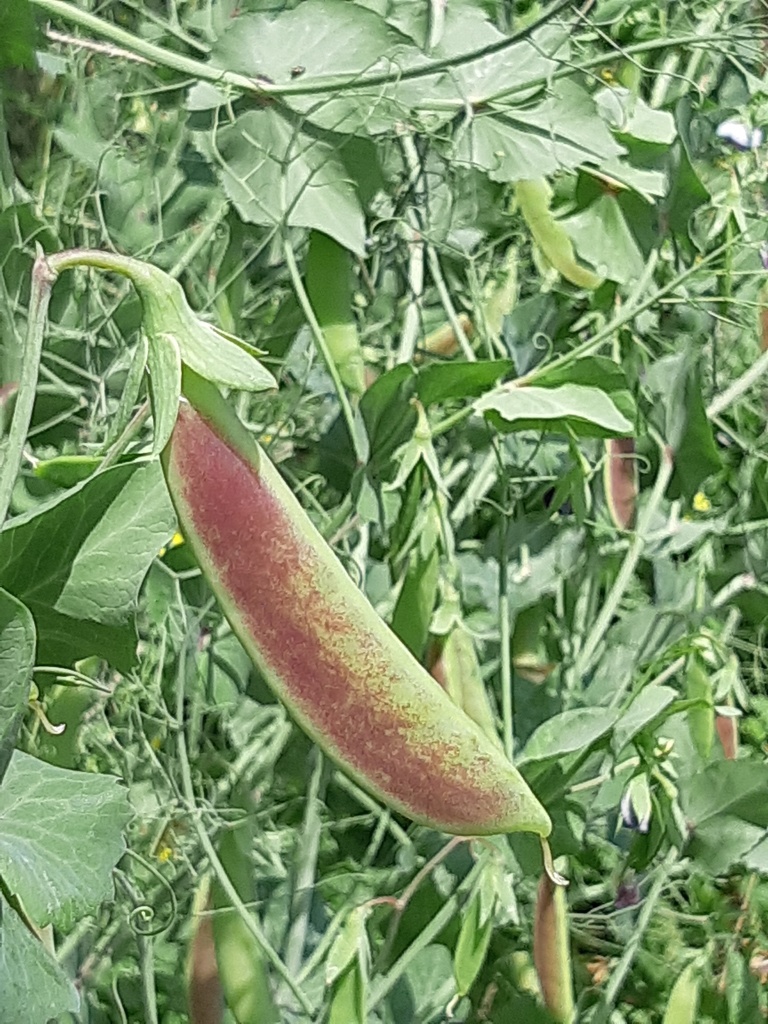 Pea Blush Tendril (Pisum sativum)