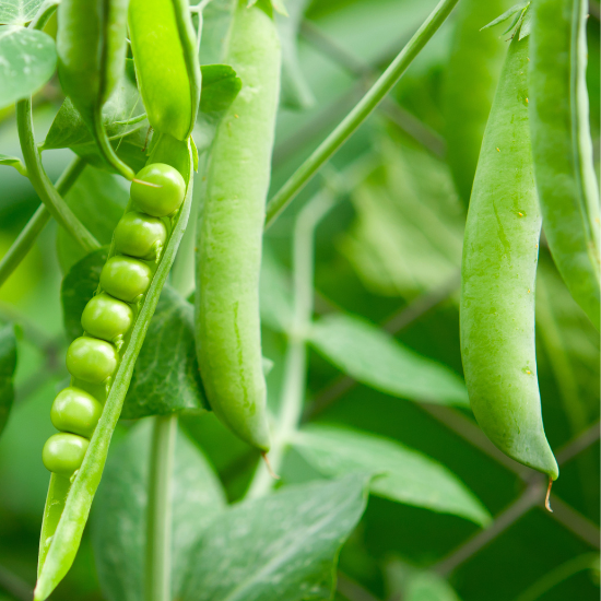 Pois Petite Merveille ( Pisum sativum medullare)