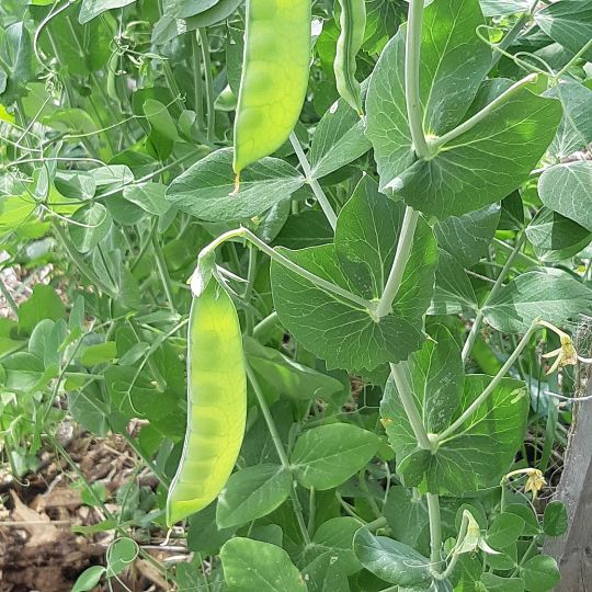 Express Sapporo Pea (Pisum sativum)