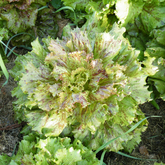 Laitue Jester (Lactuca sativa)