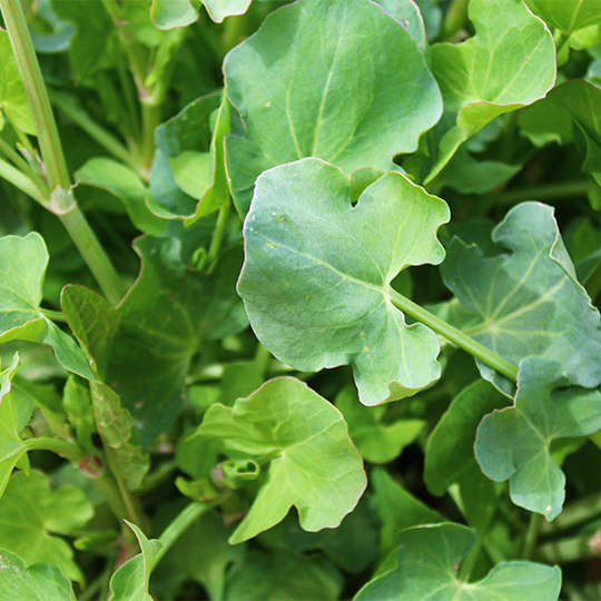 Round Sorrel (Rumex scutatus)