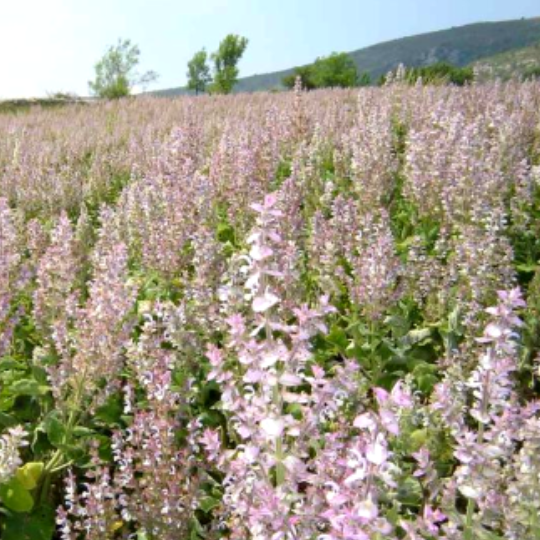 Clary sage (Salvia sclarea)