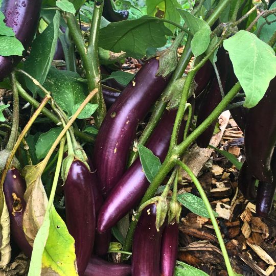 Little Fingers Eggplant (Solanum melongena)