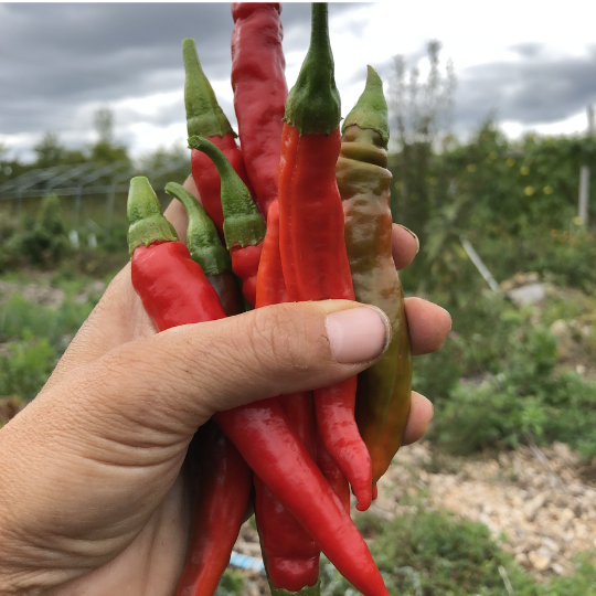 Piment Red Rocket (Capsicum annuum)