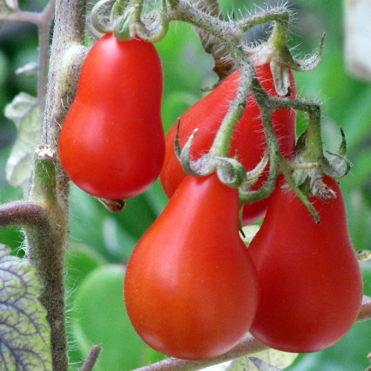 Tomate cerise Red Fig (Solanum lycopersicum)