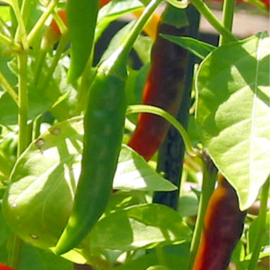 Piment Piri-Piri (Capsicum frutescens)