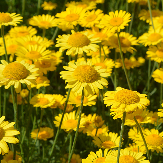 Dyer's chamomile (Cota tinctoria)