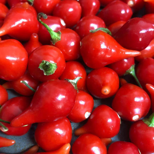 Red Iracema Biquinho Pepper (Capsicum chinense)