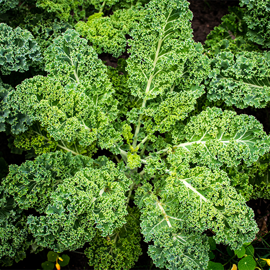 Kale Blue Curled Scotch (Brassica napus ssp. pabularia)