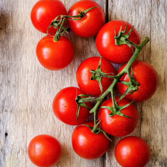 Red Robin Dwarf Tomato (Solanum lycopersicum)