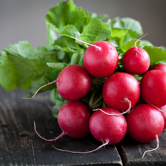 Cherry Belle Radish (Raphanus sativus)