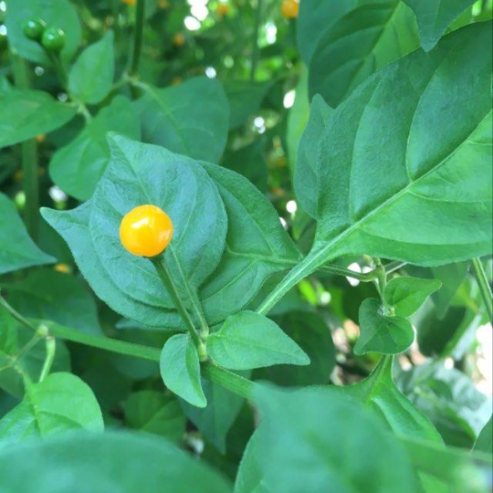 Aji Charapita Pepper (Capsicum chinense)