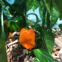 Piment Magnum Habanero (Capsicum chinense)