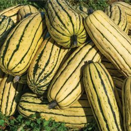 Delicata squash (Cucurbita pepo)