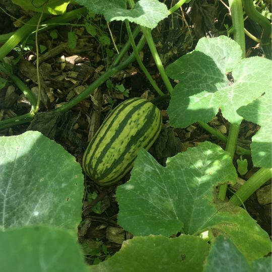 Delicata squash (Cucurbita pepo)