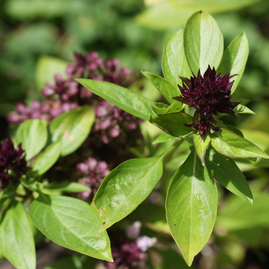 Basilic Thaï (Ocimum basilicum)