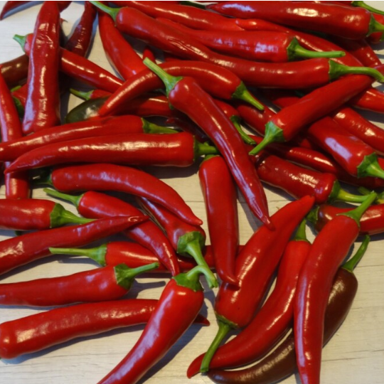 Piment coréen (Capsicum annuum)