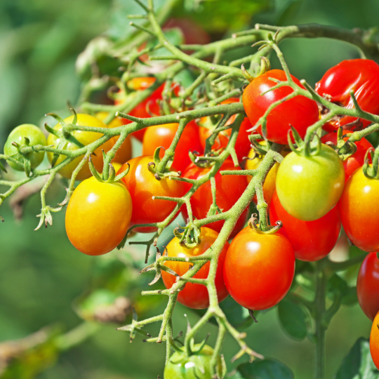 Cheeseman's Cherry Tomato (Solanum Cheesmani)