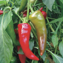 Piment Georgia Flame (Capsicum annuum)