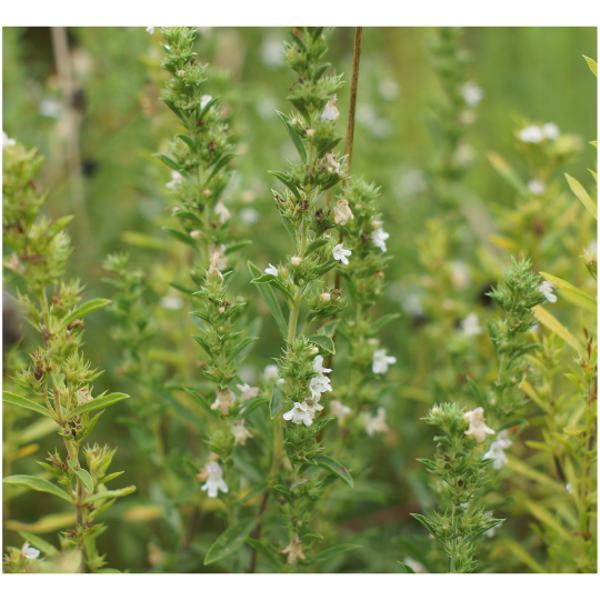 Winter savory (Satureja montana)