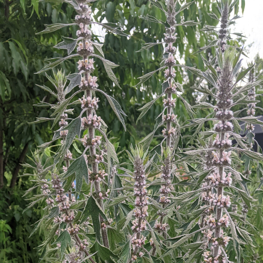 Motherwort (Leonurus cardiaca)