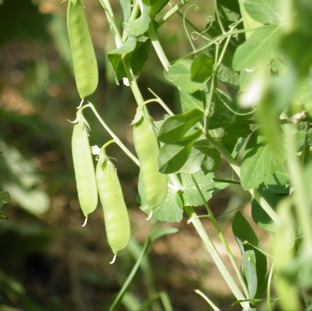 Pois Oregon Sugar Pod II (Pisum sativum)