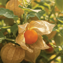 [046] Cerise de terre Goldie (Physalis pruinosa)