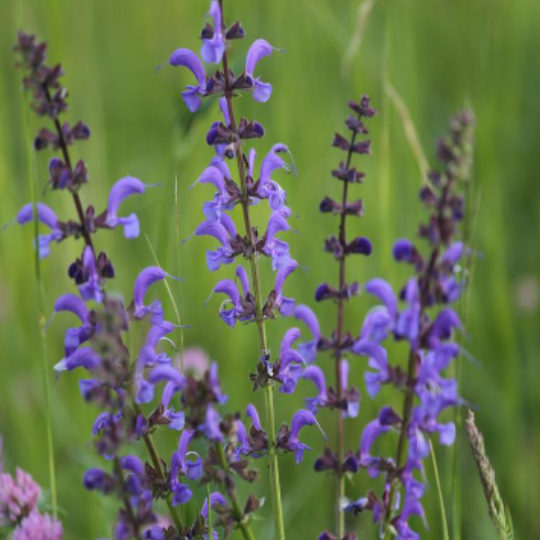 Sauge des prés (Salvia pratensis)