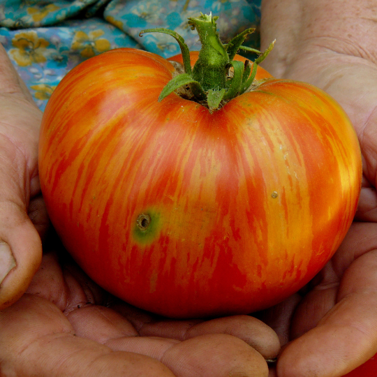 Striped Cavern Tomato (Solanum lycopersicum)