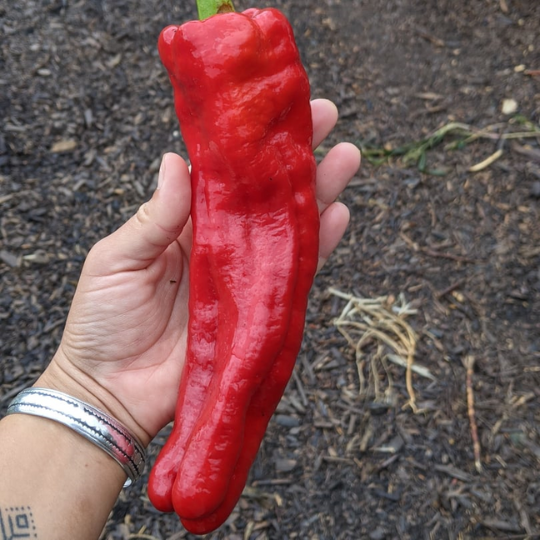 Crystal pepper (Capsicum annuum)