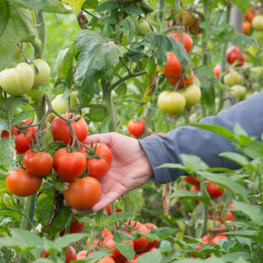 Tomate Subarctique (Solanum lycopersicum)