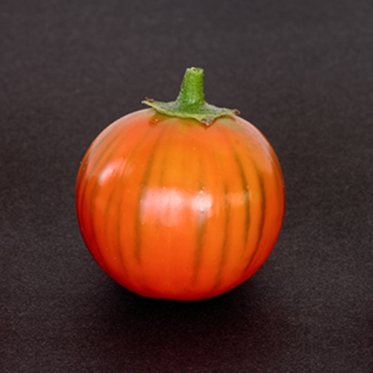 Aubergine Turque (Solanum aethiopicum)