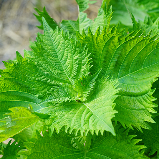 Shiso (Perilla frutescens)