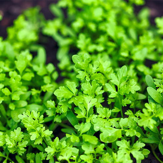 Watercress Groleau (Lepidium sativum)