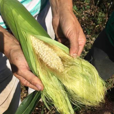 Corn Gaspé (Zea mays)