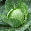 [055] Chou Brunswick (Brassica oleracea)