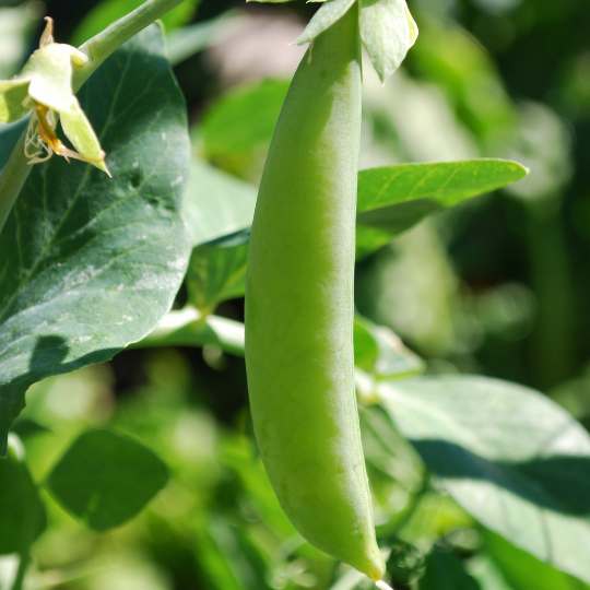 Sugar snap pea (Pisum sativum)