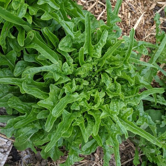 Laitue Grosse Dodue (Lactuca sativa)