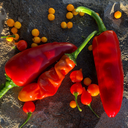 Mélange de piments forts (Capsicum annuum et chinense)