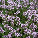 [339] Breckland thyme (Thymus serpyllum)