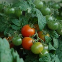 Tomate micro-naine Pigmy (Solanum lycopersicum)