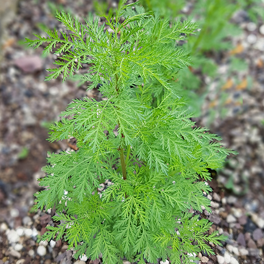 Armoise annuelle (Artemisia annua)