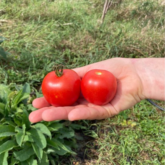 Tomate Longkeeper (Solanum lycopersicum)