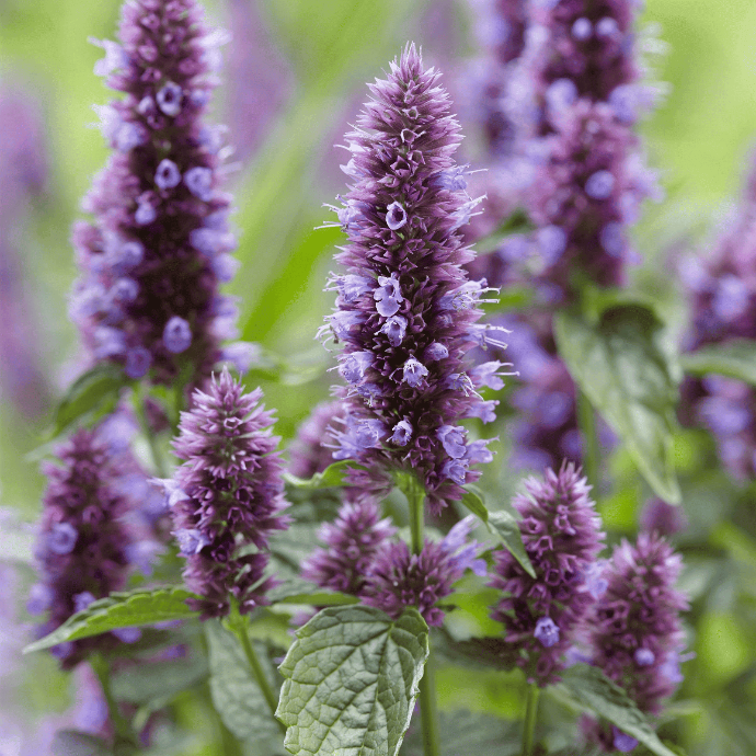 Agastache fennel (Agastache foeniculum)